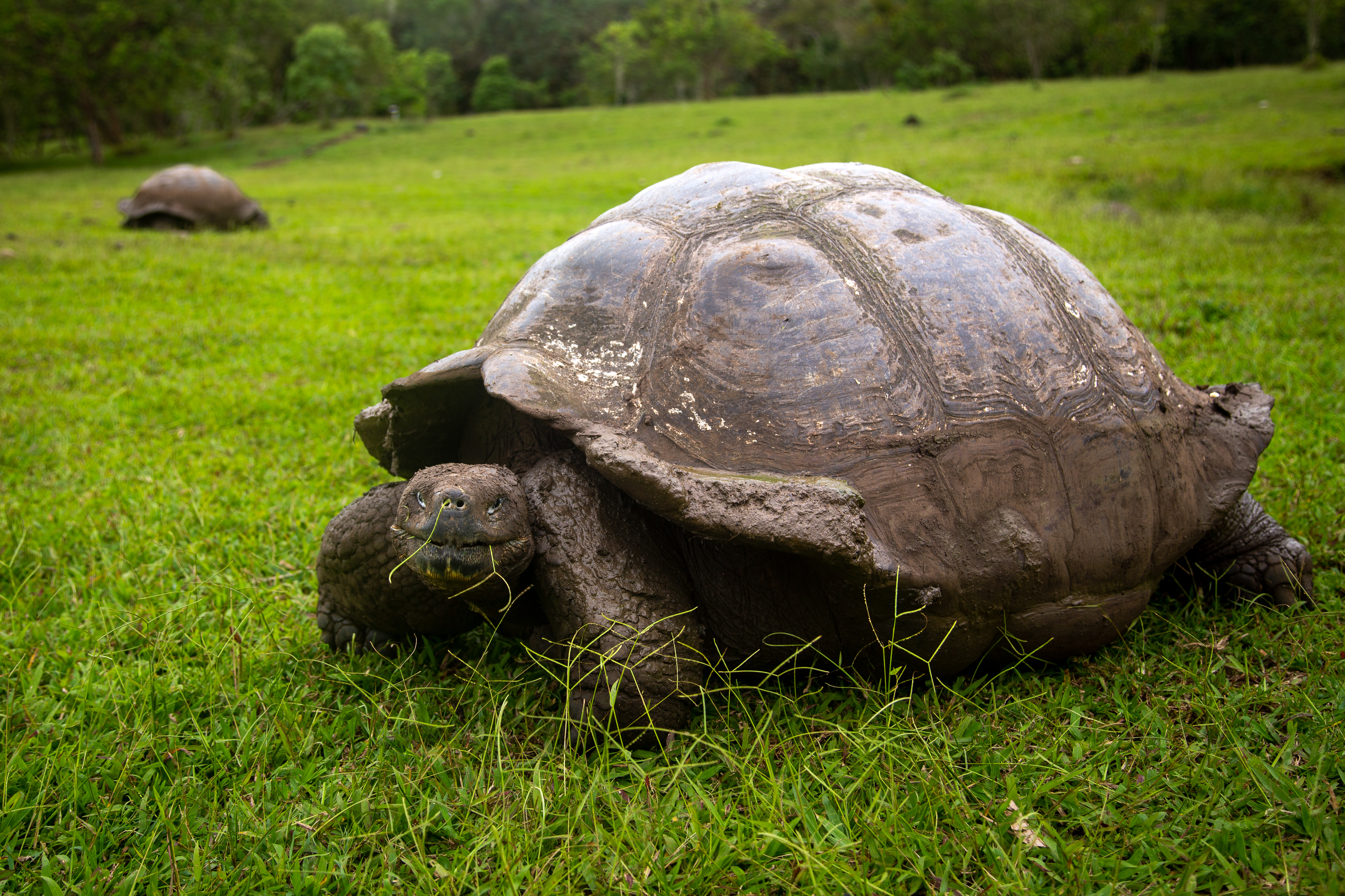 Galápagos Tortoise