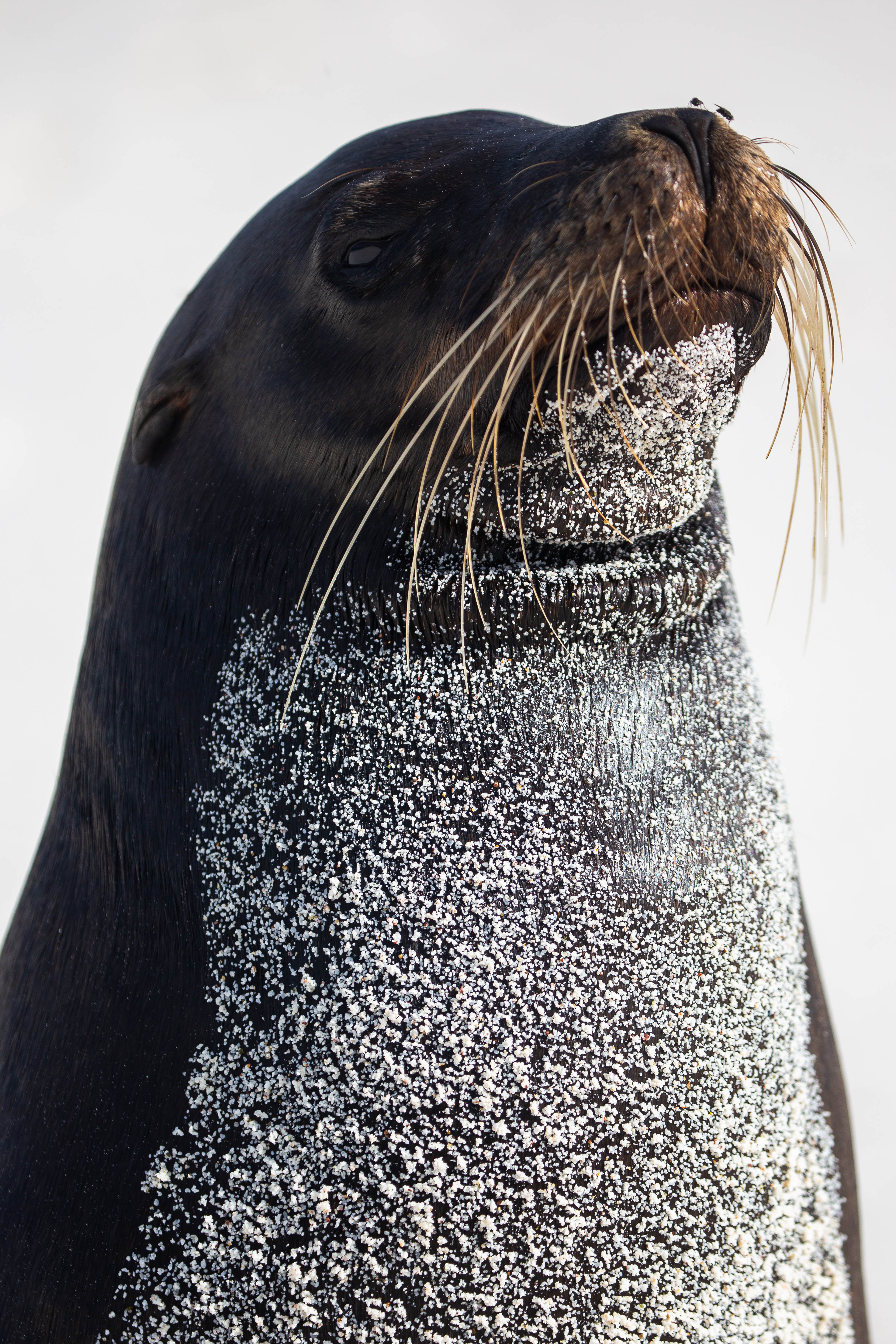 Galápagos Sea Lion