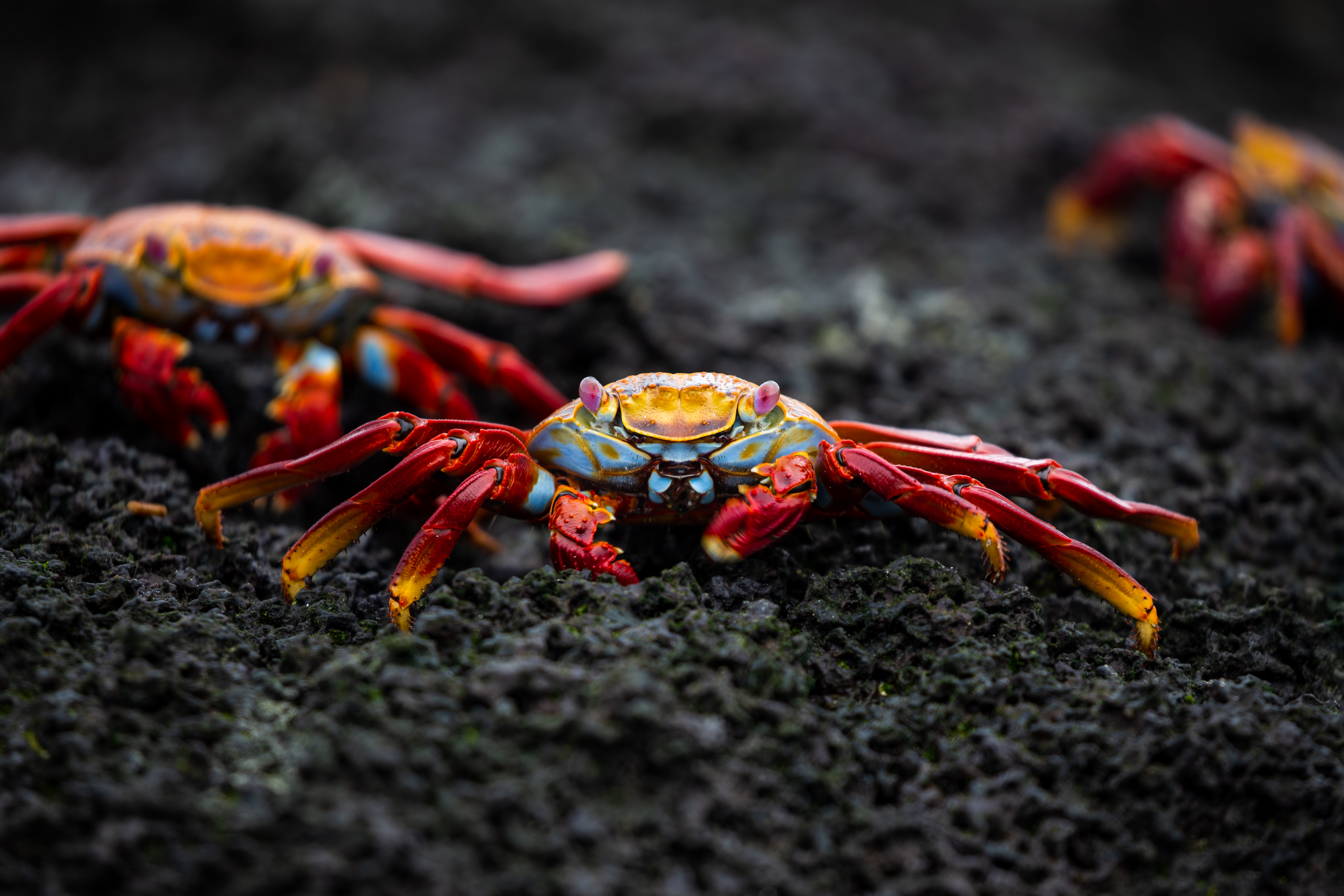 Sally Lightfoot Crabs