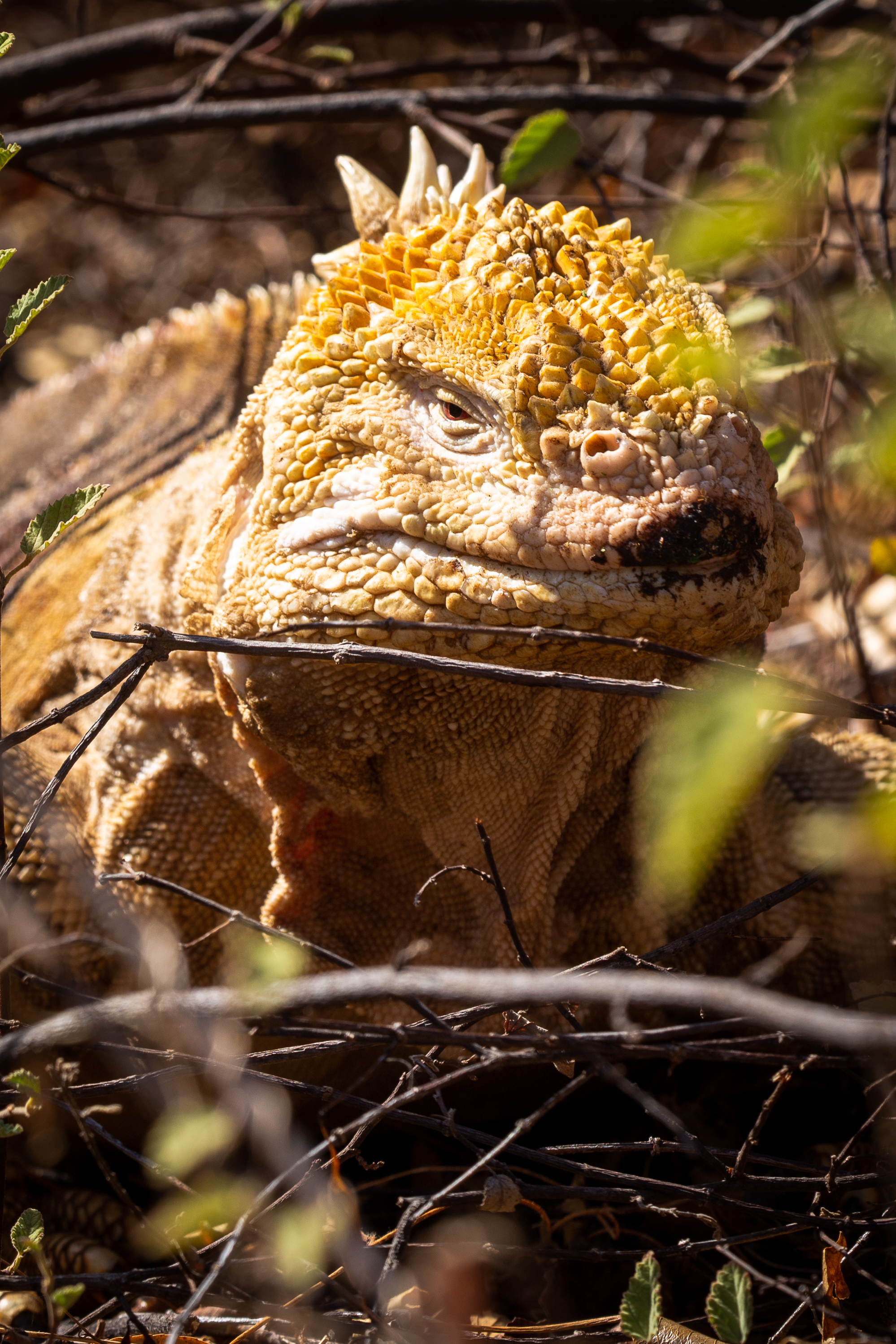 Galápagos Land Iguana